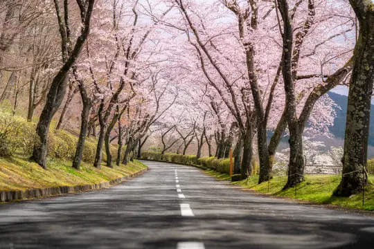 How to Prepare Your Car for Spring Road Trips in the U.S. - Carvira